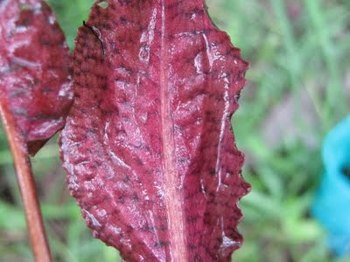 C. sp Lingga 21 Red leaf③.jpg