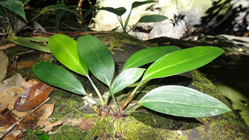 eAridarum-crasum-Borneoxifremover.com(46).jpg